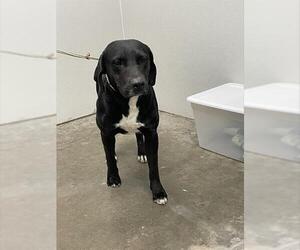 Labrador Retriever-Unknown Mix Dogs for adoption in Rosenberg, TX, USA