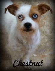 Medium Photo #1 Dachshund-Unknown Mix Puppy For Sale in Anaheim Hills, CA, USA