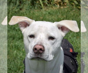 Siberian Husky-Unknown Mix Dogs for adoption in Huntley, IL, USA