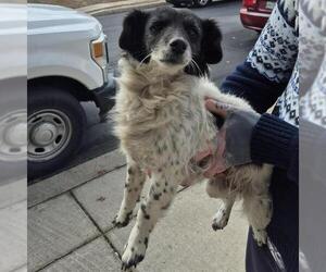 Chihuahua-Unknown Mix Dogs for adoption in San Antonio, TX, USA