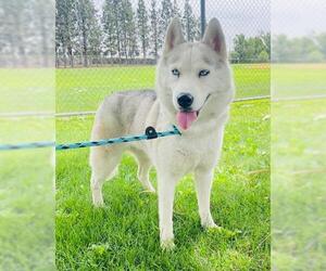 Siberian Husky Dogs for adoption in Rancho Cucamonga, CA, USA