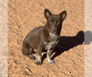 Cardigan Welsh Corgi-Unknown Mix Dogs for adoption in Kanab, UT, USA