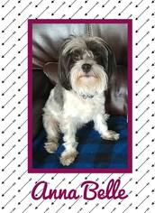 Shih Tzu Dogs for adoption in Great Bend, KS, USA