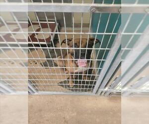 Boxer-Unknown Mix Dogs for adoption in Texas City, TX, USA