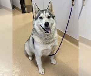 Siberian Husky Dogs for adoption in Placerville, CA, USA
