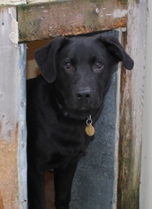 Labrador Retriever Dogs for adoption in Priest River, ID, USA