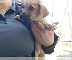 Staffordshire Bull Terrier-Unknown Mix Dogs for adoption in Houston, TX, USA