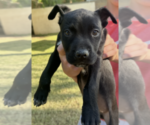 Labrador Retriever-Unknown Mix Dogs for adoption in Dana Point, CA, USA