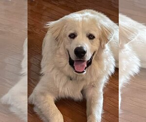 Great Pyrenees Dogs for adoption in Cromwell, KY, USA