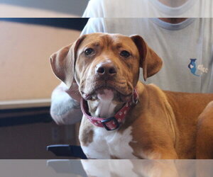Mutt Dogs for adoption in Chestertown, MD, USA