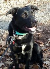 Cocker Spaniel Dogs for adoption in Ceres, VA, USA