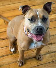 American Pit Bull Terrier Dogs for adoption in Framingham, MA, USA
