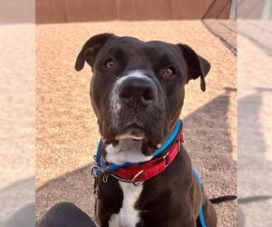 American Pit Bull Terrier Dogs for adoption in Brighton, CO, USA