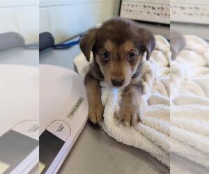 Australian Shepherd-Unknown Mix Dogs for adoption in Corpus Christi, TX, USA