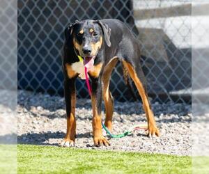 Doberman Pinscher-Unknown Mix Dogs for adoption in Camarillo, CA, USA