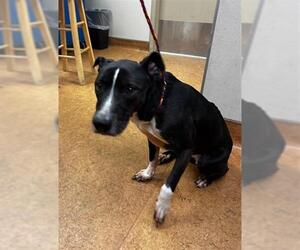 American Pit Bull Terrier Dogs for adoption in Sacramento, CA, USA