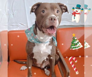 Mutt Dogs for adoption in Martinsburg, WV, USA