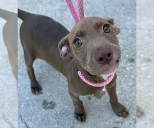 Labrador Retriever-Unknown Mix Dogs for adoption in Sanford, FL, USA