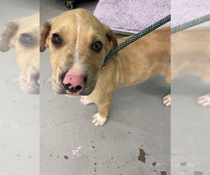 Labrador Retriever-Unknown Mix Dogs for adoption in Waco, TX, USA