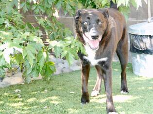 Border Collie-Unknown Mix Dogs for adoption in Grass Valley, CA, USA