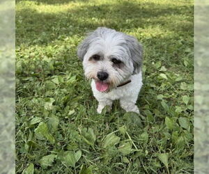 Zuchon Dogs for adoption in Warrenton, VA, USA