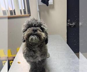 Maltese-Unknown Mix Dogs for adoption in Redlands, CA, USA