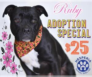 Bullypit Dogs for adoption in HESPERIA, CA, USA