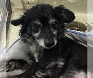 Dachshund-Poodle (Toy) Mix Dogs for adoption in Fresno, CA, USA