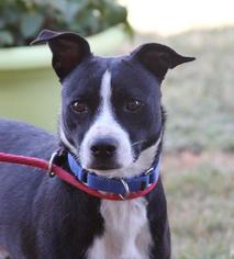 Jack-Rat Terrier Dogs for adoption in San Diego, CA, USA