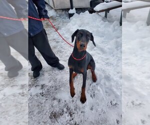 Doberman Pinscher Dogs for adoption in Plymouth, MN, USA