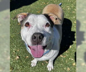 Catahoula Leopard Dog Dogs for adoption in Salinas, CA, USA