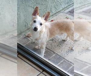 Chi-Corgi Dogs for adoption in Mission Viejo, CA, USA