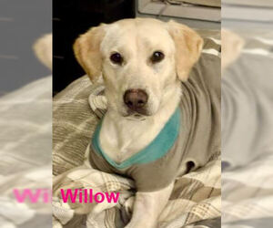 Mutt Dogs for adoption in Mt. Laurel, NJ, USA