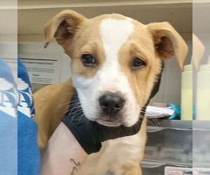 Mutt Dogs for adoption in Canton, CT, USA