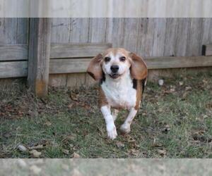 Beagle Dogs for adoption in Jackson, MS, USA