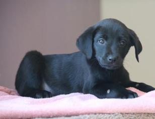 Labrador Retriever Dogs for adoption in Little Rock, AR, USA