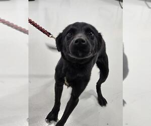 Collie-Unknown Mix Dogs for adoption in Temple, TX, USA