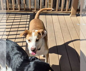 Labrador Retriever-Unknown Mix Dogs for adoption in Omaha, NE, USA