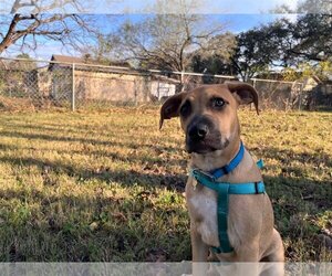 Retriever -Unknown Mix Dogs for adoption in San Antonio, TX, USA