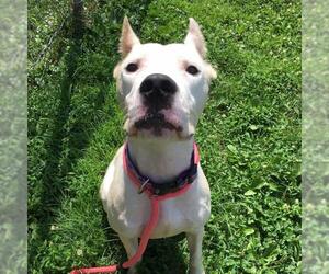 Dogo Argentino Dogs for adoption in Waterford, VA, USA