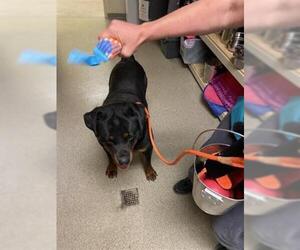 Rottweiler Dogs for adoption in West Valley, UT, USA