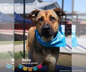 German Shepherd Dog-Unknown Mix Dogs for adoption in San Antonio, TX, USA