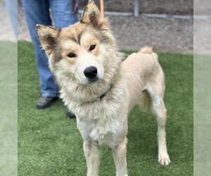 German Shepherd Dog-Siberian Husky Mix Dogs for adoption in Camarillo, CA, USA