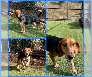Beagle Dogs for adoption in Clyde, NC, USA