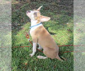Rat Terrier Dogs for adoption in Camden, SC, USA