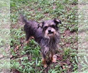 Mutt Dogs for adoption in Missouri City, TX, USA