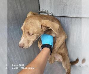 American Staffordshire Terrier-Unknown Mix Dogs for adoption in San Antonio, TX, USA