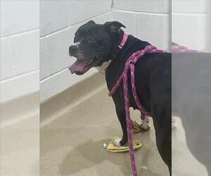 Boxer-Unknown Mix Dogs for adoption in Derwood, MD, USA