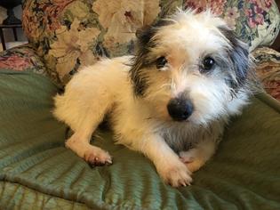 Mutt Dogs for adoption in Greensboro, GA, USA