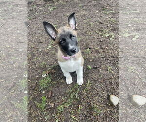 German Shepherd Dog Dogs for adoption in Seattle, WA, USA